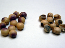 病害粒（左）：紫斑病と呼ばれる、皮が紫色に変色した大豆　虫害粒（右）：いわゆる虫食い豆