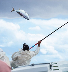 日南かつお一本釣り漁業（資料：農水省）