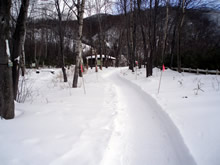 冬の遊歩道