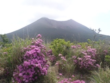 ミヤマキリシマと高千穂の峰