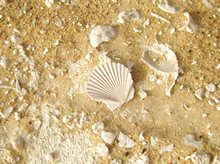 貝の化石は石灰岩と一体化しています
