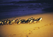 フィリップ島のペンギン・パレード