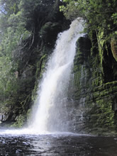澄んだ水が常に大量に流れ落ちる滝　© Tourism Tasmania & Sarajayne Lada