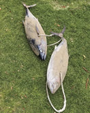 マグロ投げに使うマグロ　© South Australian Tourism Commission