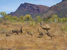 乾燥地帯でたくましく生きるエミューの家族　© South Australian Tourism Commission