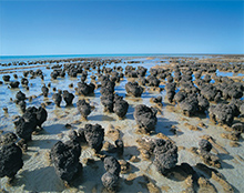 引き潮の時は海面から露出し、まるで岩のようなストロマトライト　© Tourism Western Australia