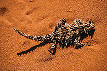 砂漠地帯でしか見られないモロクトカゲや西オーストラリア州ならではのワイルド・フラワーなど、西オーストラリア州だけの固有種はもちろん、変わった生き物や植物が数多く見られる　© Tourism Western Australia