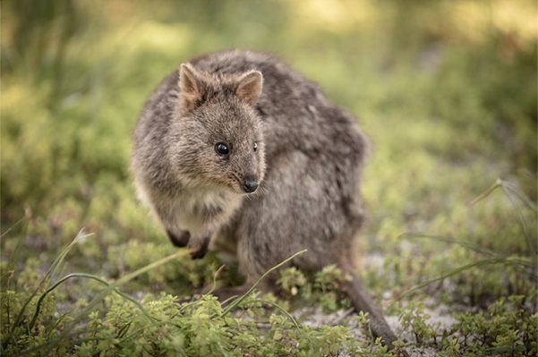 世界一幸せな動物 クオッカ が棲むロットネスト島 出かける 連載コラム エコレポ Eicネット エコナビ