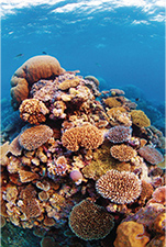 色とりどりのサンゴ礁　© Tourism and Events Queensland