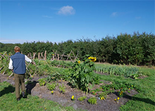 敷地内の畑では様々な野菜や果物を栽培