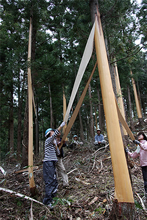 天然住宅に木材を提供している宮城県の栗駒木材では、一般の人が森づくりに参加できる「皮むき間伐」を行っています