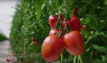 温室内で栽培されているトマト。