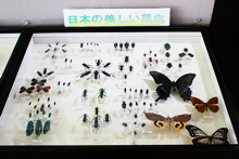 箱根ビジターセンターで展示されている昆虫標本。須田さんがこれまで捕りためてきたコレクションの一部を公開。壁麺面には、箱根で見られる昆虫たちの写真をパネルにして解説。