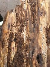 キクイムシの被害にあった樹木の樹皮の裏側。師管が食べられて、栄養輸送が不能になる。