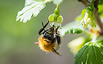 受粉を役割を担うハチ