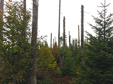 バイエリッシャーヴァルト国立公園でキクイムシの被害後も自然の遷移に委ねている場所
