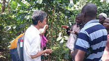 自然栽培のウガンダコーヒー農園。