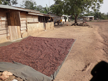 発酵した豆は天日で乾燥し、麻袋に入れて集荷されます。