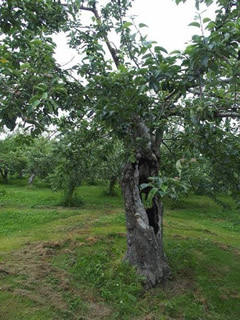 吉田観光農園の『緋の衣』の樹