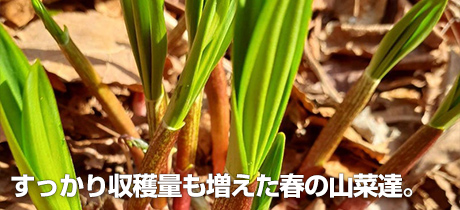 [北海道で飲食店をやりながら生きていく 016]すっかり収穫量も増えた春の山菜達。