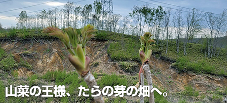[北海道で飲食店をやりながら生きていく 020]山菜の王様、たらの芽の畑へ。