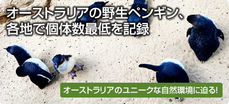 [オーストラリアのユニークな自然環境に迫る！ 030]オーストラリアの野生ペンギン、各地で個体数最低を記録