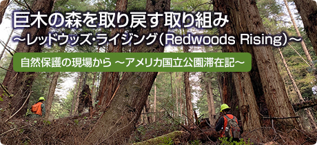 [自然保護の現場から　～アメリカ国立公園滞在記～ 006]巨木の森を取り戻す取り組み