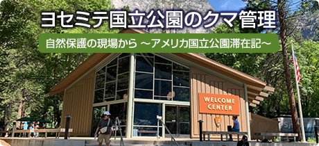 [自然保護の現場から　～アメリカ国立公園滞在記～ 009]ヨセミテ国立公園のクマ管理