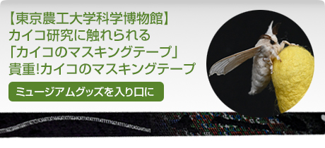 【東京農工大学科学博物館】カイコ研究に触れられる「カイコのマスキングテープ」 貴重！カイコのマスキングテープ
