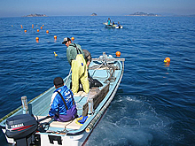 漁協青年部が野母崎で養殖した昆布の種付け作業
