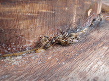 巣箱には蜜と花粉集めの蜂たちがひっきりなしに出入りする