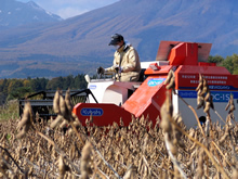 11月、いよいよ収穫。斉藤さんがコンバインで大豆を刈り取っていきます。