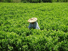 福建省福州市のジャスミン茶システム