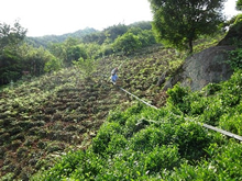韓国の「ファゲ面の伝統的ハドン茶農業システム」