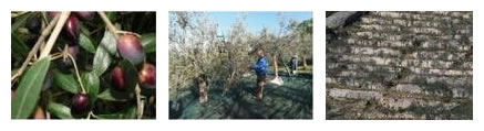 イタリアの「アッシジとスポレートの間の斜面のオリーブ林」（出典:FAO-GIAHSウェブサイト）