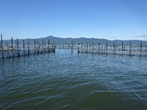 琵琶湖地域の「森・里・湖（うみ）に育まれる漁業と農業が織りなす琵琶湖システム」