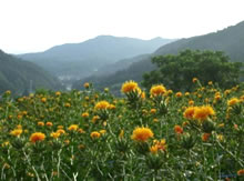 山形県最上川流域の「歴史と伝統がつなぐ山形の「最上紅花」」（出典：農水省HP）