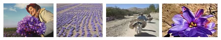 イランの「ゴナーバードのカナート灌漑によるサフラン栽培システム」（出典：FAO HP）