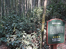 竹林で栽培される「竹露茶」