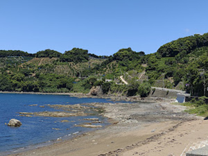 海岸沿いのみかん園