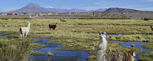 チリ北部の高アンデス・前アンデス地域におけるラクダ科家畜と農業の統合システム
