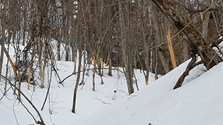 豪雪地帯では、シカたちは山にこもって冬を過ごすのです。