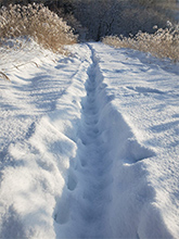 雪深い雪原に鹿道ができていた