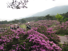 つつじケ丘のミヤマキリシマを鑑賞する観光客
