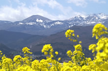 雪うさぎが姿を見せるころ、山麓は春の花で彩られる