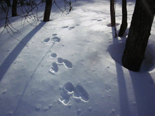 雪上に残されたノウサギの足跡