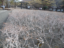 新燃岳噴火後の、駐車場脇の枯れたミヤマキリシマ