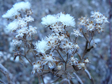 枯草に咲く氷の花