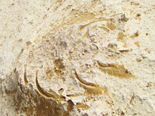 魚の肋部分の化石