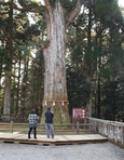 霧島神宮の樹齢800年の御神木